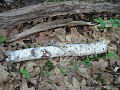 Tilton NH Rail Trail 2010 0180